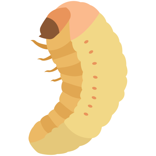 larva